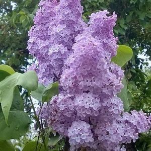 Meet your Posher, Dinorah